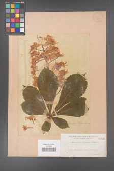 Aesculus hippocastanum [KOR 282]