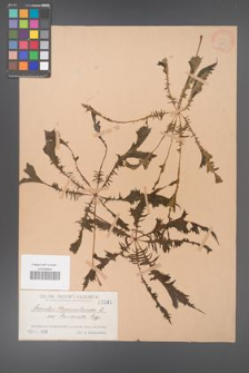 Aesculus hippocastanum [KOR 281]