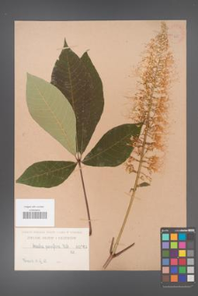 Aesculus parviflora [KOR 265]