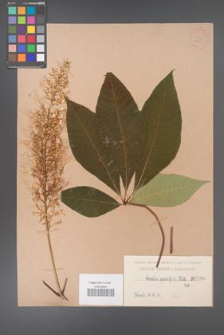 Aesculus parviflora [KOR 266]
