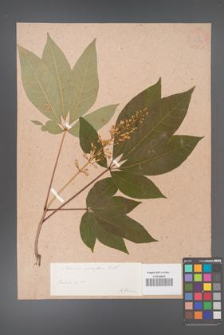 Aesculus parviflora [KOR 33697]