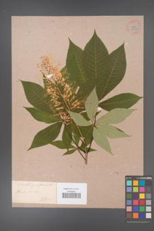 Aesculus parviflora [KOR 33697a]