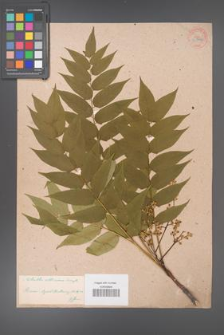 Ailanthus altissima [KOR 33704]