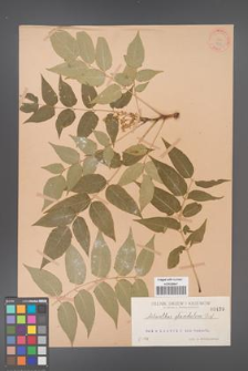 Ailanthus altissima [KOR 439]