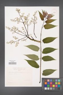 Ailanthus altissima [KOR 39200]