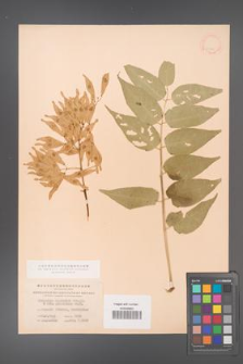 Ailanthus altissima [KOR 11555]