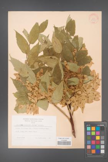 Ailanthus altissima [KOR 28200]