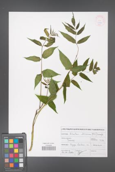 Ailanthus altissima [KOR 46909]