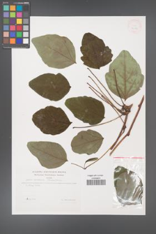 Akebia trifoliata [KOR 31180]