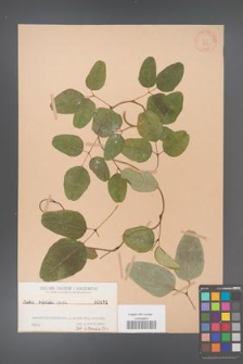 Akebia trifoliata [KOR 431]
