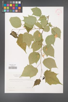 Alangium platanifolium [KOR 35834]