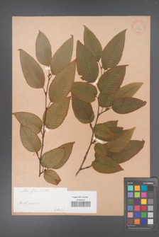 Alnus firma [KOR 33714]