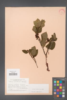 Alnus fruticosa [KOR 23321]