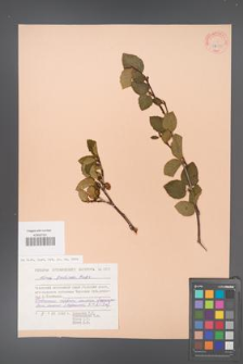 Alnus fruticosa [KOR 23223]
