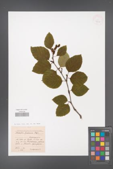 Alnus fruticosa [KOR 42918]