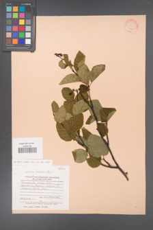 Alnaster fruticosa [KOR 23203]