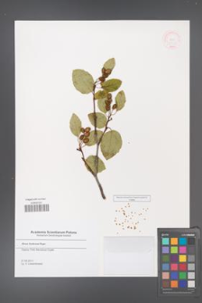 Alnus fruticosa [KOR 49737]