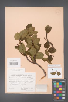 Alnus fruticosa [KOR 24077]