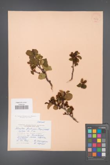 Alnaster fruticosa [KOR 24079]