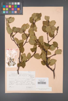 Alnus fruticosa [KOR 24076]