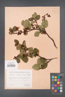 Alnus fruticosa [KOR 24078]
