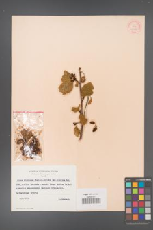 Alnus fruticosa [KOR 11578]