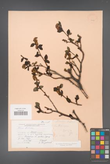 Alnus fruticosa [KOR 24095]
