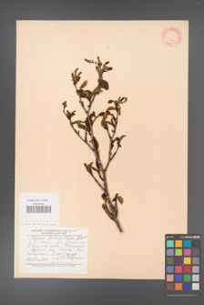 Alnus fruticosa [KOR 11576]