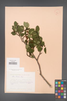 Alnus fruticosa [KOR 24085]