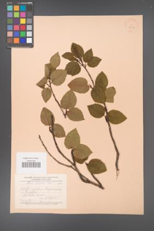 Alnus fruticosa [KOR 24084]