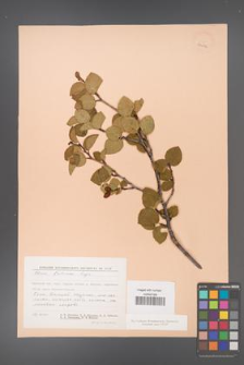 Alnus fruticosa [KOR 24086]