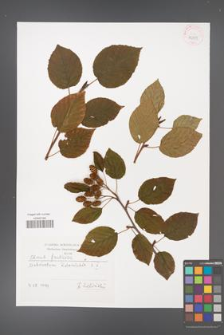 Alnus fruticosa [KOR 42555]