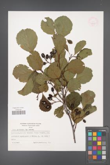 Alnus glutinosa [KOR 48228]