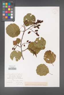 Alnus glutinosa [KOR 38623]