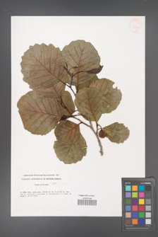 Alnus glutinosa [KOR 33258]