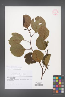 Alnus barbata [KOR 51868]