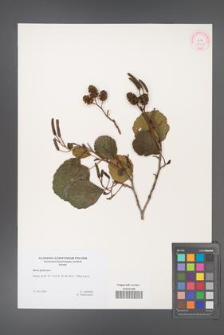 Alnus glutinosa [KOR 47209]