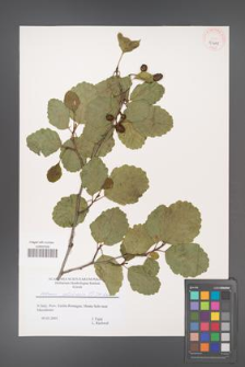 Alnus glutinosa [KOR 43608]