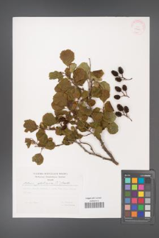 Alnus glutinosa [KOR 29781]