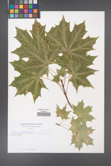 Acer platanoides [KOR 49693]