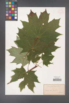 Acer platanoides [KOR 33554]