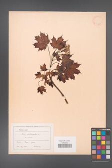 Acer platanoides [KOR 11420]