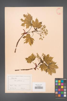 Acer platanoides [KOR 11419]