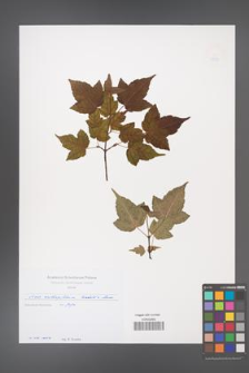 Acer crataegifolium [KOR 49689]