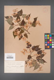 Acer crataegifolium [KOR 174]