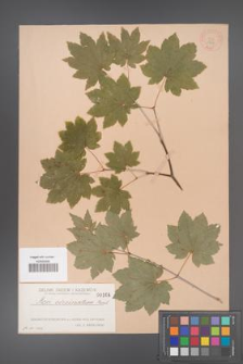 Acer circinatum [KOR 164]
