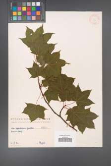 Acer cappadocicum [KOR 110]