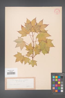 Acer cappadocicum [KOR 33381]
