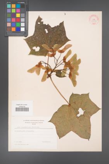 Acer cappadocicum [KOR 33373]