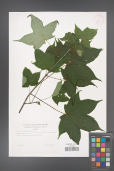 Acer cappadocicum [KOR 32235]